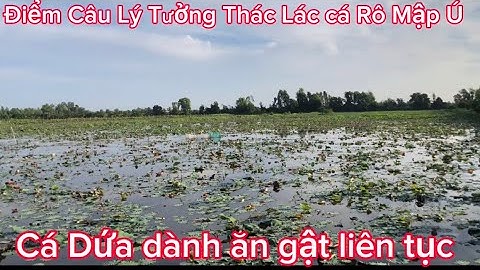 Câu cá ở Tân Thạnh Long An cá Rô , Thác Lác quá tuyệt mà cá Dứa phá quá.@Caucalongan62