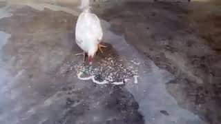 Cock is sand massage