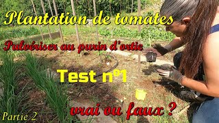 1 Conseil pour avoir des plants de tomates forts = purin d'ortie ! partie 2 💪