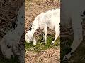 goat farming