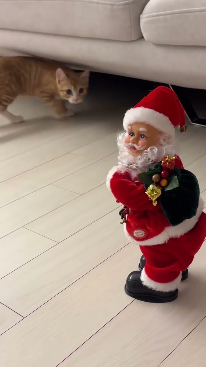 Top des vidéos très mignon petite chaton d'amour
