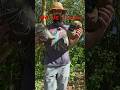 Ali express vs Aldi hammock #hammocks #outdoors