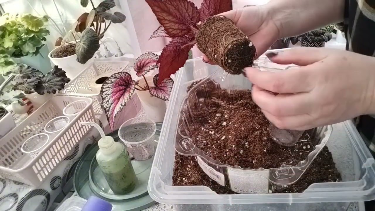 Бегонии# пересадки, рассадки, адаптация. Эксперимент с укоренением листа🍂🤗