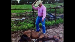 Ignorant Sacking Out By Idiot Cowboy - Right & Wrong Way To Sack Out A Horse