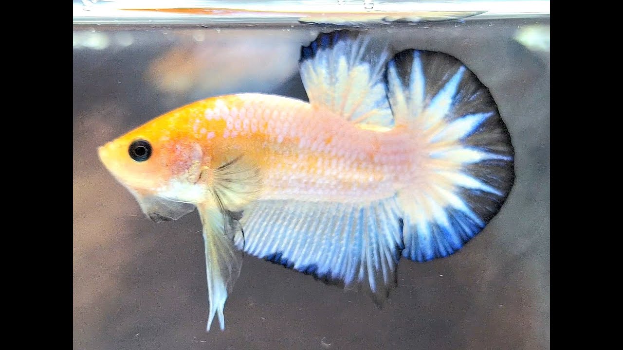 BETTA STARTAIL LIGHT BASE🐠⭐️