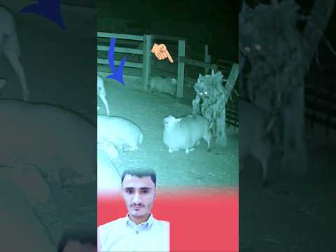هناك جن مرعبه تقوم بسحب القطيع من أسطبلها لكن أنظرو سبحان كيف دافعت عن بعضها حالات واتساب عبارات