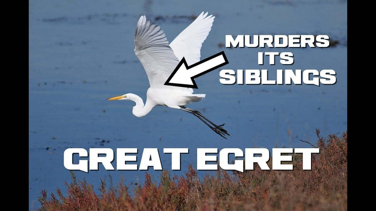 Great Egret Facts -The Spring Necked Fraticider - Animal a Day