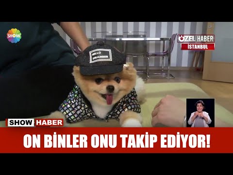 Video: En ünlü Köpek