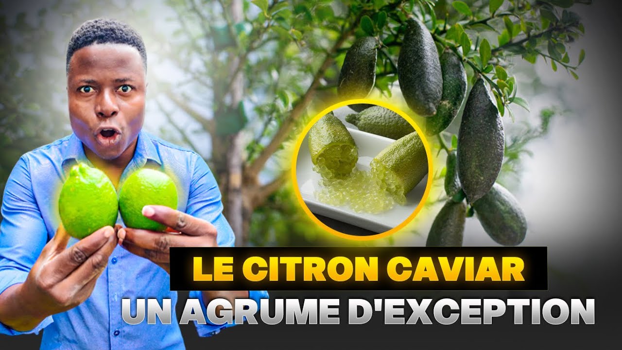 Cote d'ivoire: Le citron caviar un agrume d'exception qui pousse bien en Afrique.