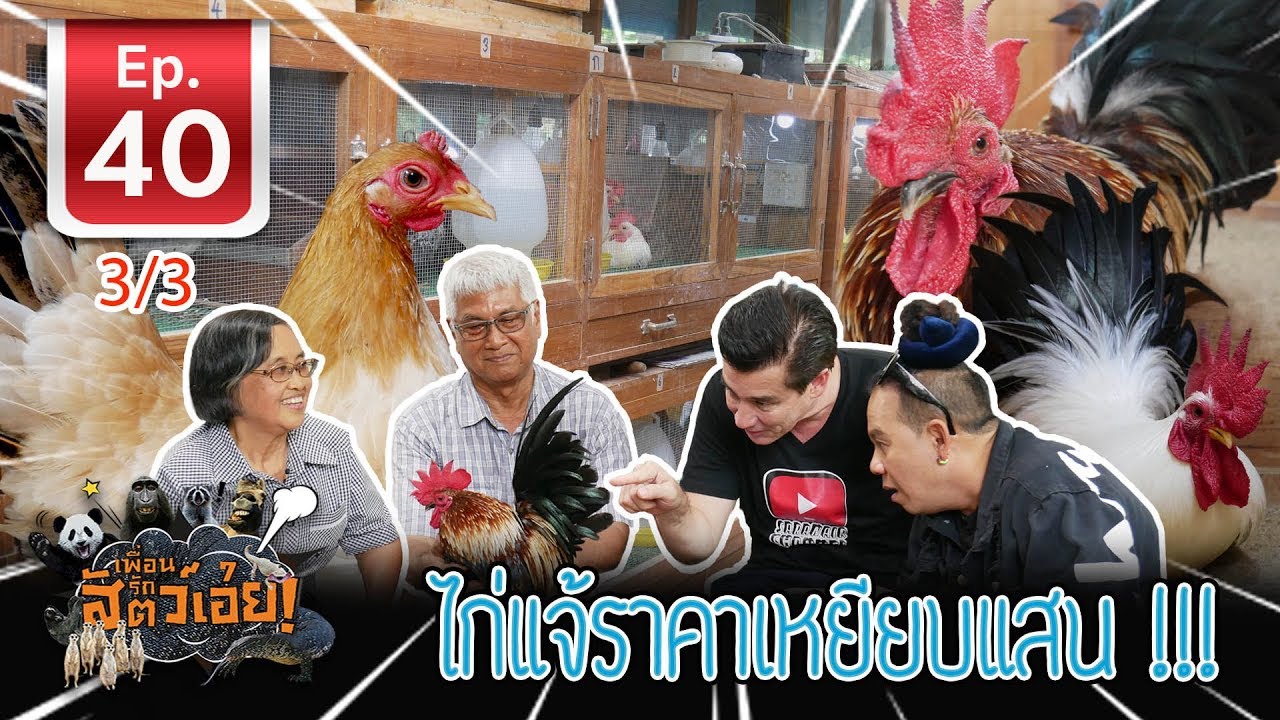 Bantam chickens Farm ไก่แจ้สวยงาม - เ​พื่อนรักสัตว์เอ๊ย EP.40 (3/3)