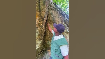 Tree Roots Growing Over Solid Rock! Nature’s Power