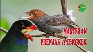 prenjak vs tengkek