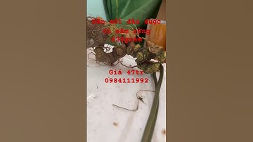 Dân vừa tìm được củ sâm rừng mường tè nặng 630gram dài cong gần 40cm, 25 năm tuổi cực già chất lượng