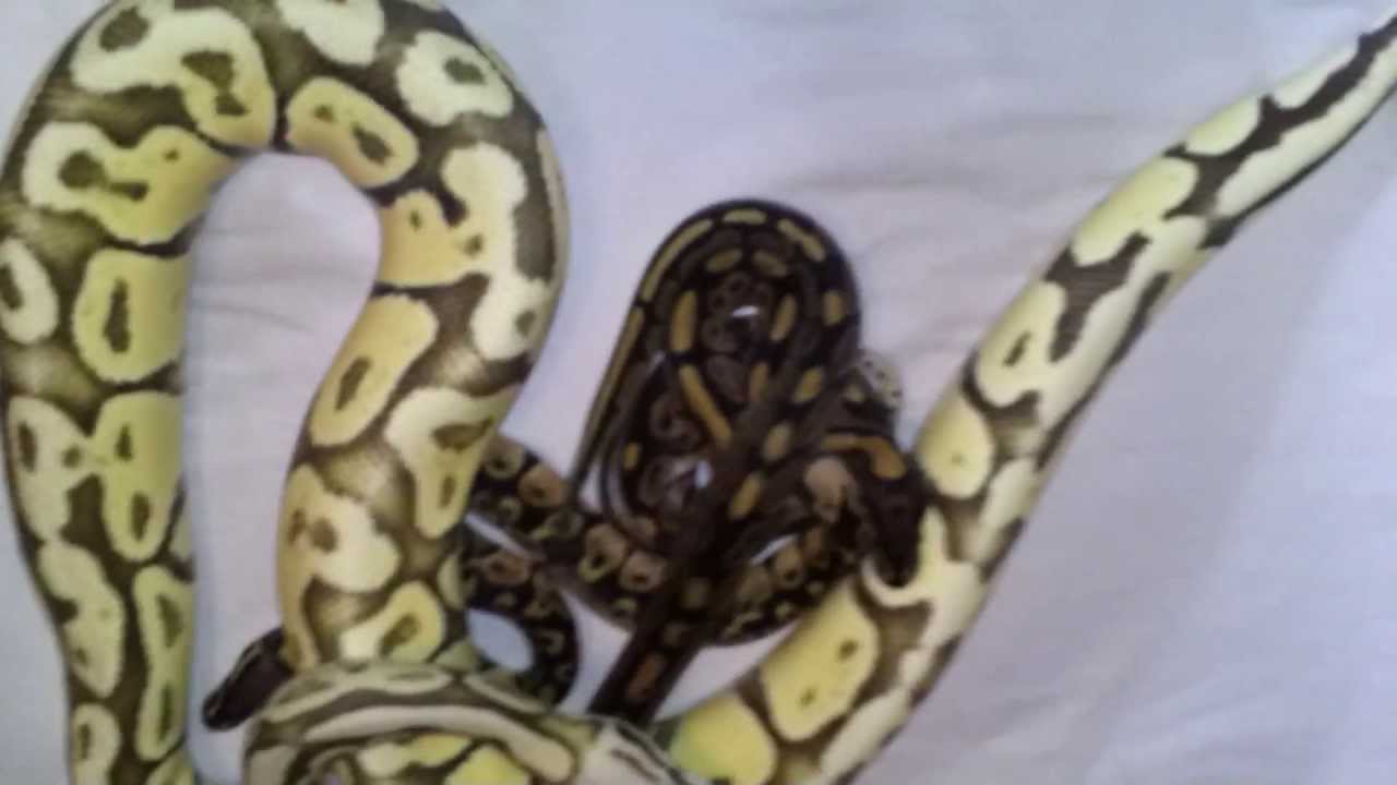 pythons for sale Clutch #1 out....