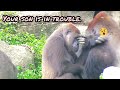 塔莉跟迪哥說：你兒子很煩😆🤣💦#Djeeco#ゴリラ#迪亞哥#金剛猩猩#taipeizoo #gorilla #台北市立動物園20240513#21