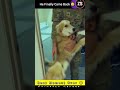 Dog Sees His Owner Again…  #shorts
