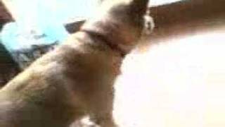 Joy Lunico Cane Che Ruggisce Come Un Leone.mp4