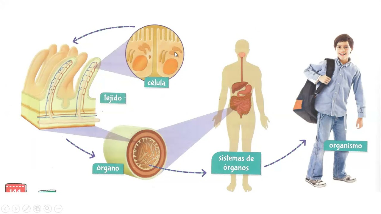 08/06/2021
SEMANA 16-BIOLOGÍA 7