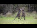 Australian Wildlife Swamp Wallabies Fighting Australian Wildlife Swamp Wallabies Fighting