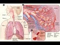 Anatomy Respiratory System