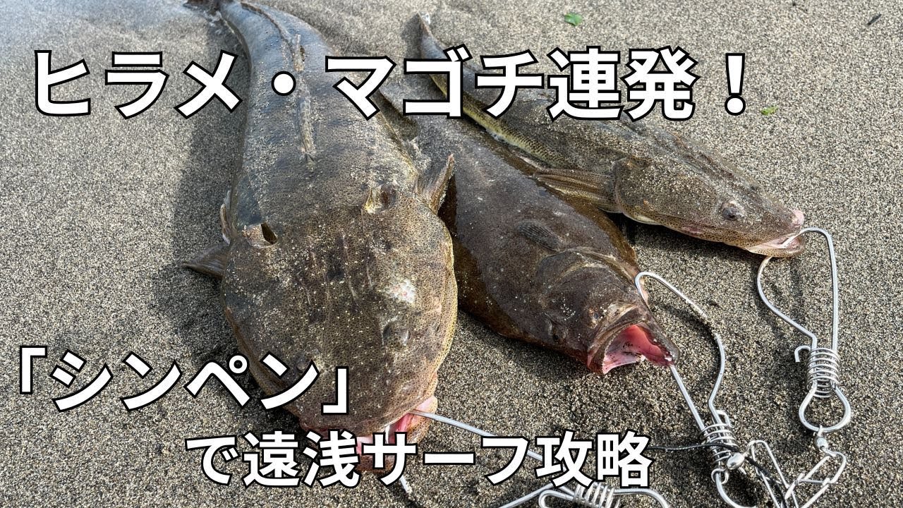 初夏のサーフでヒラメ・マゴチ連発！「モンスターショット」が使いやすい！新潟、フラットフィッシュ