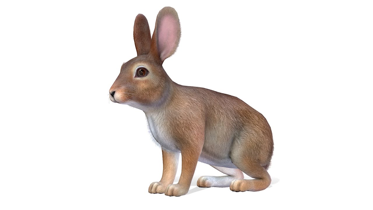 Rabbit Animations - YouTube