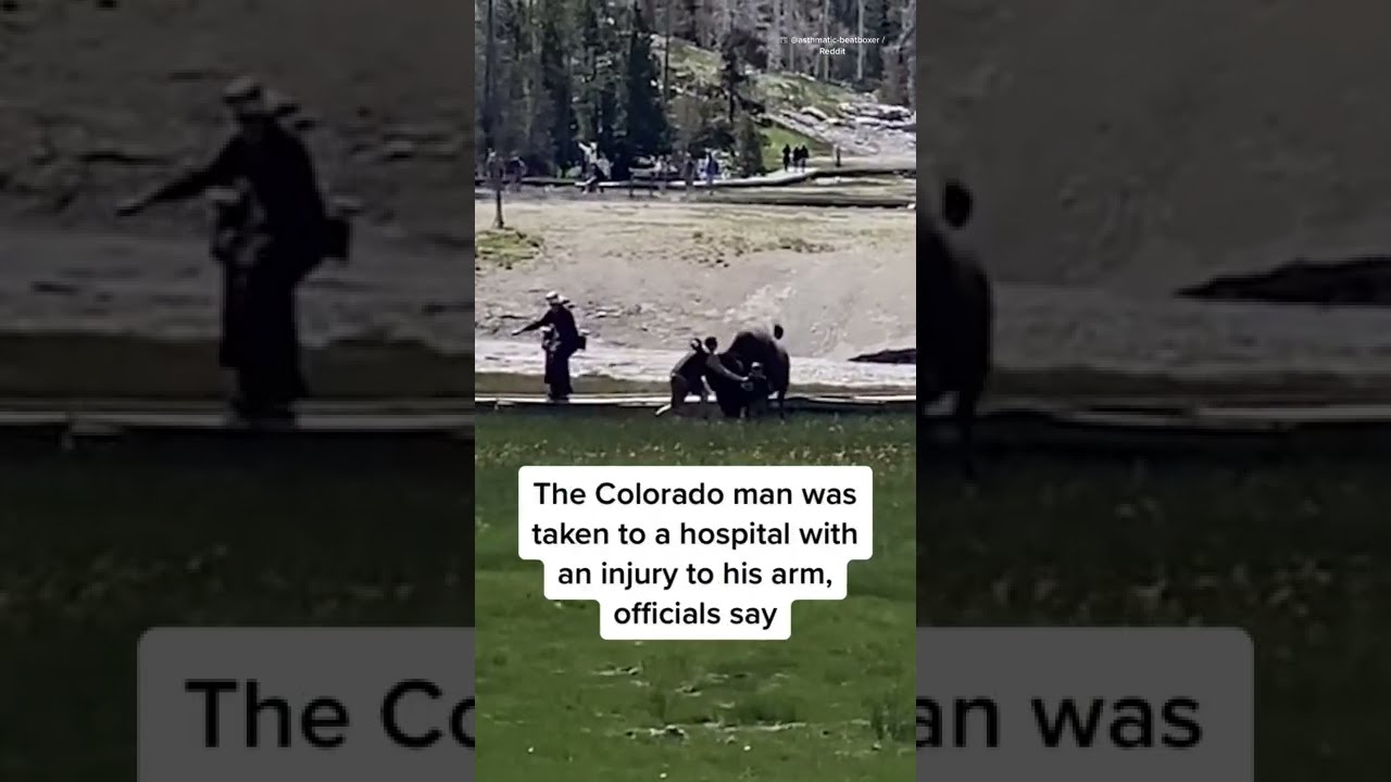 Bison Gores Yellowstone Visitor