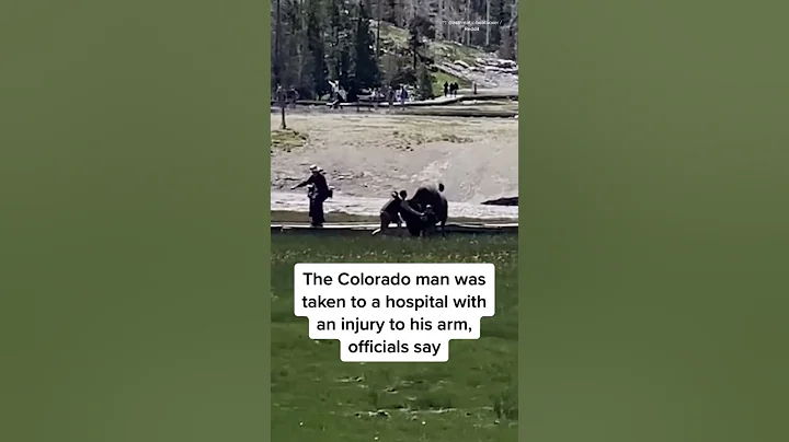 Bison Gores #Yellowstone Visitor