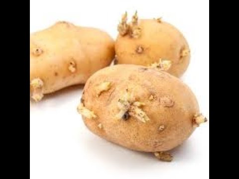 Video: Paghahanda Para Sa Tagsibol: Sprouting Patatas