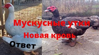 Мускусные утки тяжёлой линии Новая кровь Индоутки Шипуны Инбридинг Мускусная утка Сельская жизнь