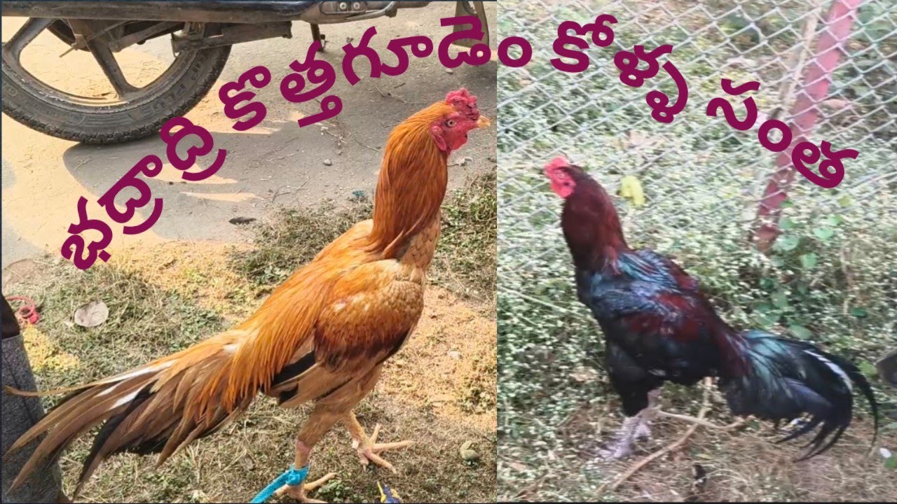 భద్రాద్రి కొత్తగూడెం కోళ్ళ సంత ##@bhadradri kothagudem hen's market@##