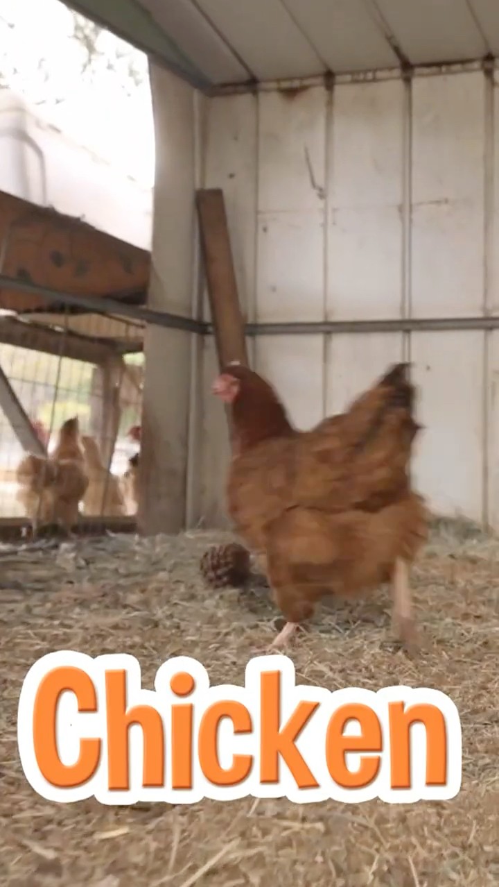Let's Sing to Old MacDonald??‍? #shorts #blippi #blippimusic