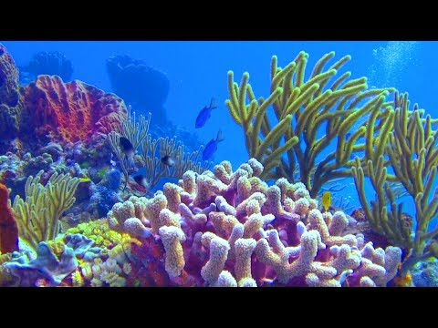 planet-earth,-the-undersea-world-(4k)---a-underwater-3d-channel-film