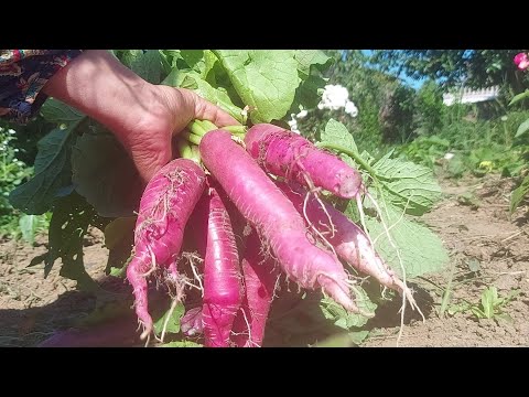 Βίντεο: Ραπανάκι Companion Planting - Μάθετε για τα φυτά που αναπτύσσονται καλά με τα ραπανάκια