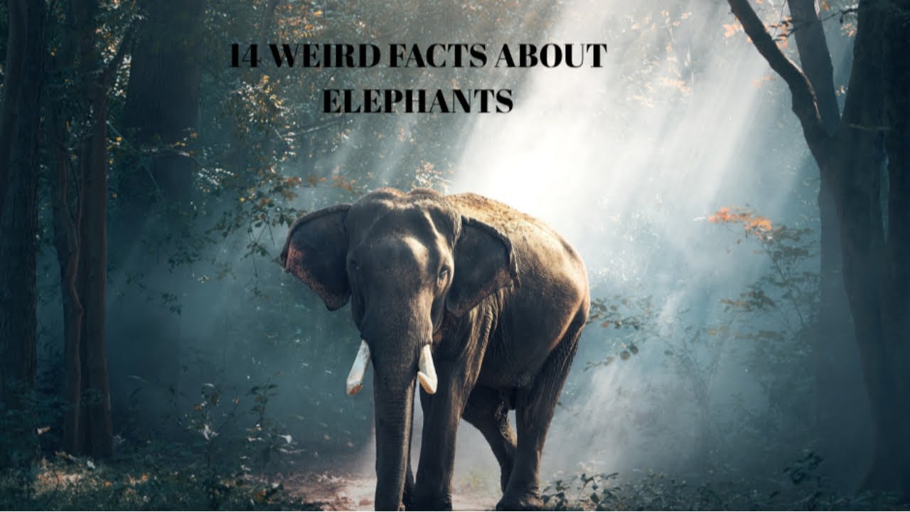 14 WEIRD FACTS ABOUT ELEPHANTS