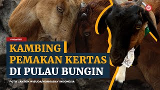 KAMBING PEMAKAN KERTAS DI PULAU BUNGIN #videognfi