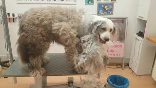 Notfall im Hundesalon  Hundesalon Lilly Bobtail abscheren beim Hundefriseur Lilly