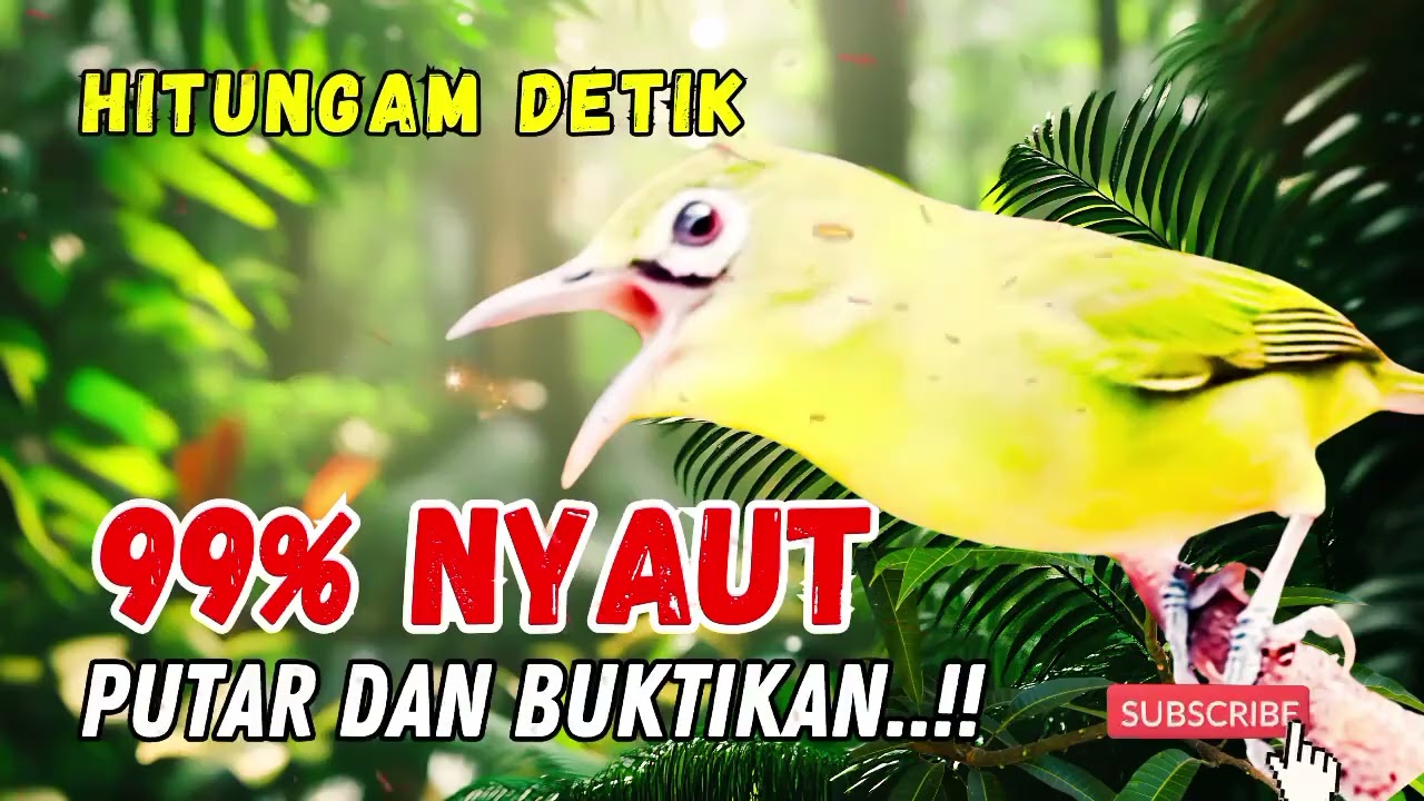 MASTERAN BURUNG PALING DI CARI !! Baru Diputar Langsung Bikin Lawan Emosi!