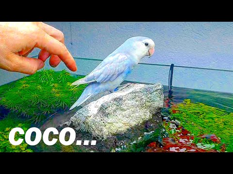 Fly High Coco 🐦 this Summary #378 is for you!
