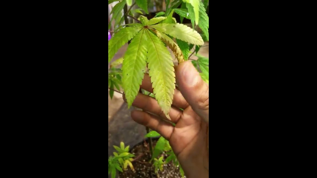 Nitrogen deficiency and root bound plant explained for cannabis. YouTube