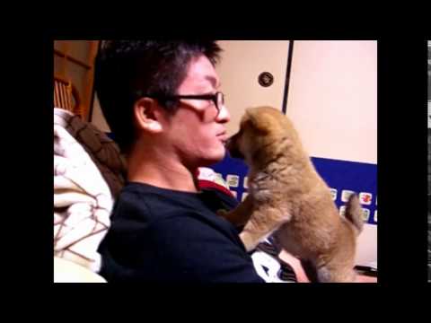 柴犬もも ももをうちに迎えた日 Puppy Dog Momo S First Day At Home Youtube