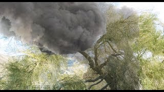 Kì lạ Cây tự bốc khói nghi ngút như ống khói công nghiệp ở Việt Nam