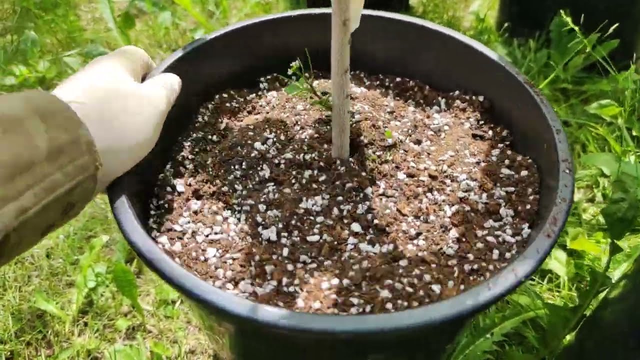 Indianer Banane Pawpaw Pflanzung Garten Topf Substrat Dreilappige Papau Asimina triloba