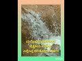 ಮಲೆನಾಡಿನ ಮಳೆಗಾಲದ ಸೊಬಗು #@Sadhaneya Daari
