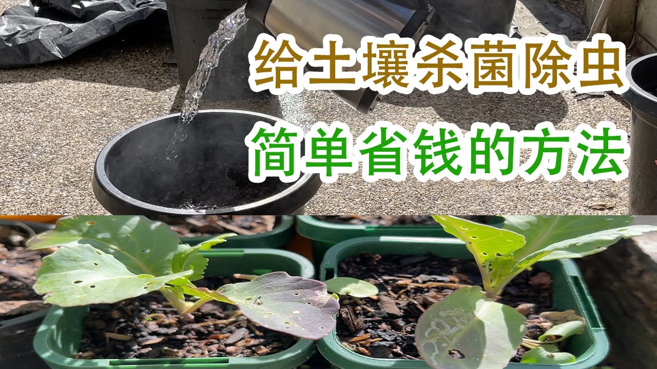 菜园或室内花盆土里有虫 是非常烦人的 怎么杀小黑飞和虫卵 最好在盆栽前给土壤消毒杀虫杀菌简单的几个方法是太阳晒 开水烫 热风枪烤等等 Youtube