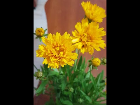 Vidéo: Coreopsis Plant Varieties - En savoir plus sur les différents types de fleurs de Coreopsis