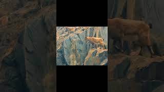 #Ibex Jumping In The Mountains #Youtubeshorts #Shortviralyoutube #Viral