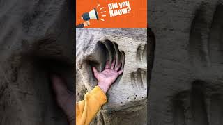 Legends about plant juice softening stone EXPLAINED screenshot 1