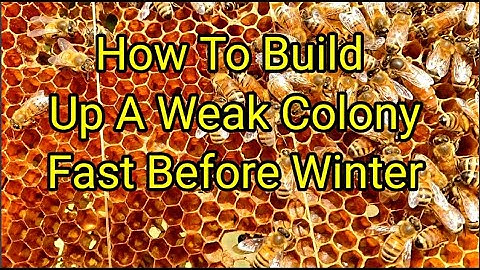 How To Build Up A Weak Colony Fast Before Winter.