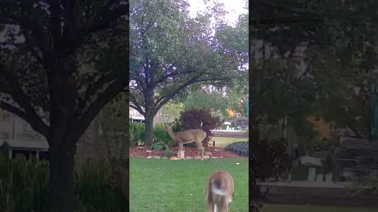 Suburban deer!! 